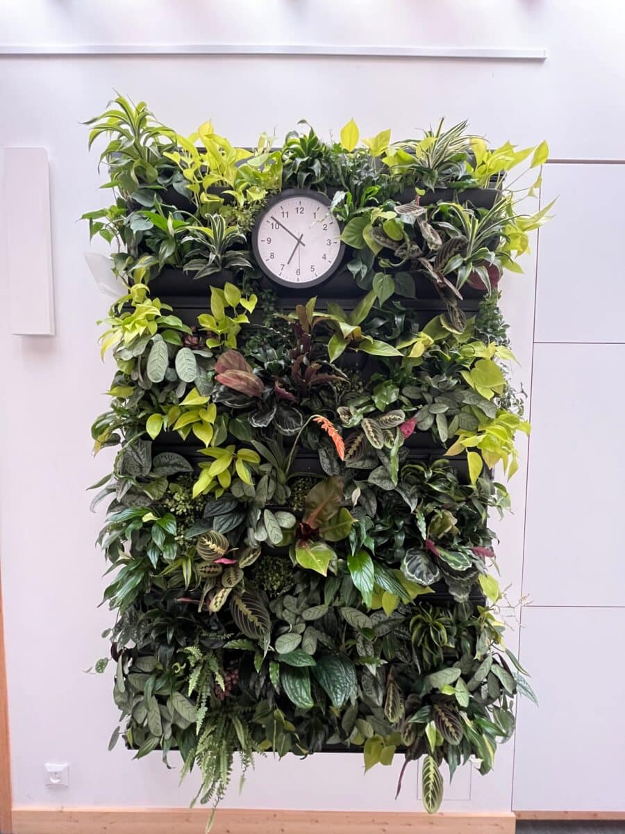 Zelená stěna s hodinami