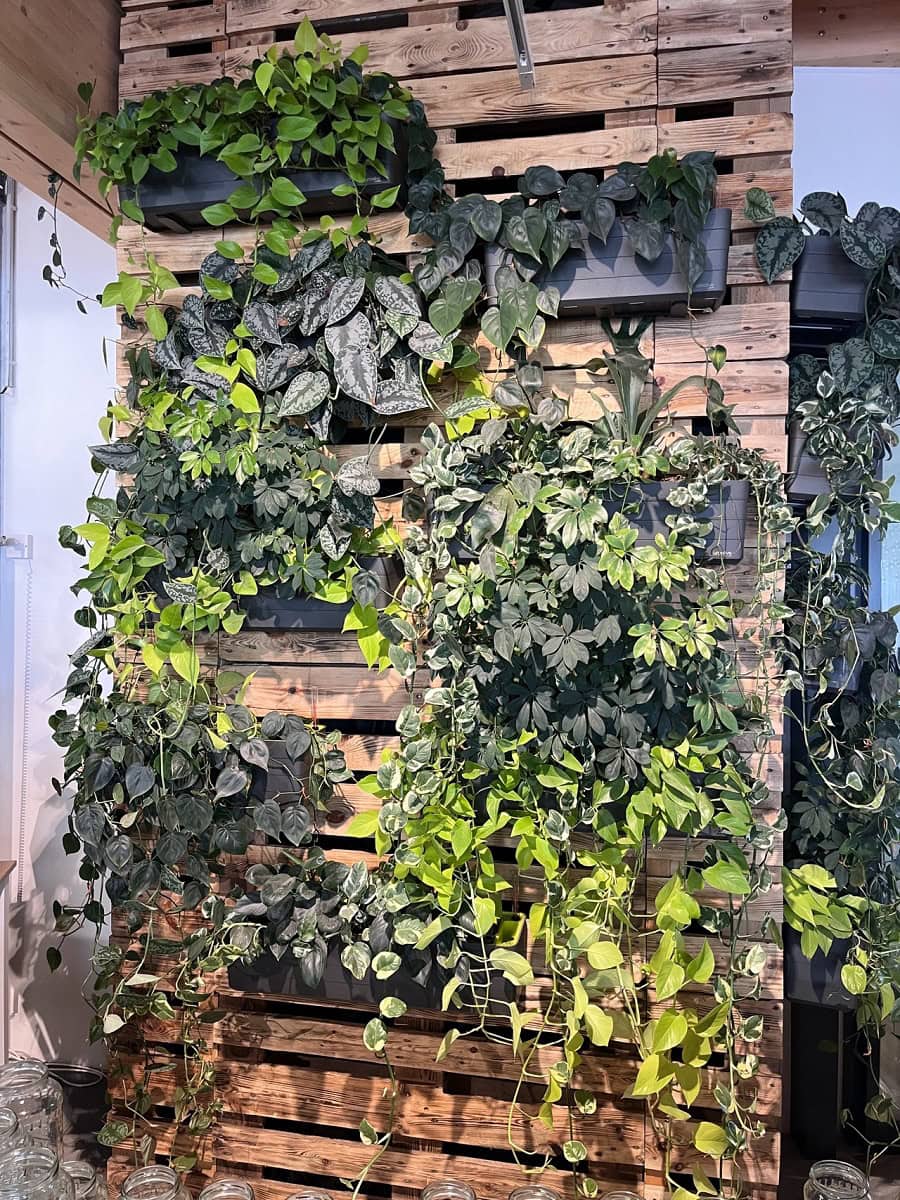 Zelená stěna z interiérových rostlin na dřevěné stěně z palet a již narostlými rostlinami