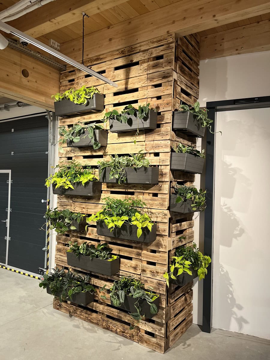 Zelená stěna z interiérových rostlin na dřevěné stěně z palet po realizaci.