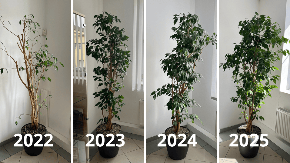 Stav rostliny Ficus benjamina během čtyř let.