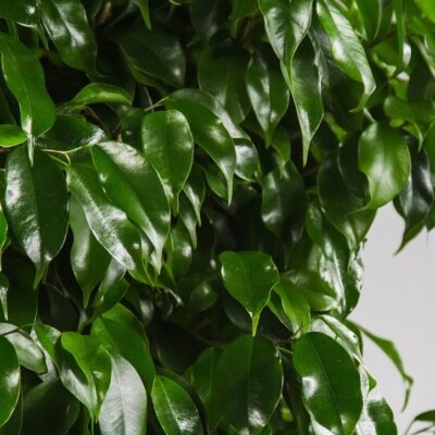 Detail listu Ficus benjamina